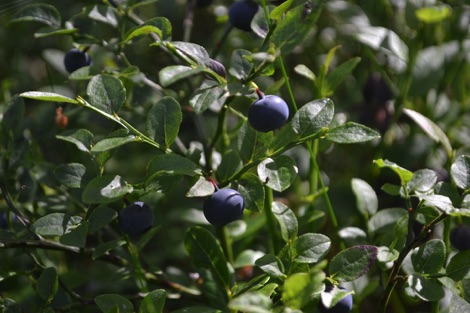 Blueberry plant